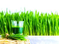 odšťavňování wheatgrass